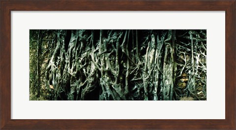 Framed Roots of an old growth tree, Morro De Sao Paulo, Tinhare, Cairu, Bahia, Brazil Print