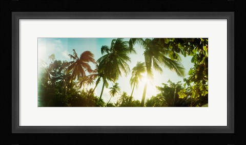 Framed Sunlight shining through the palm trees, Morro De Sao Paulo, Tinhare, Cairu, Bahia, Brazil Print