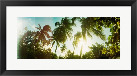 Framed Sunlight shining through the palm trees, Morro De Sao Paulo, Tinhare, Cairu, Bahia, Brazil Print
