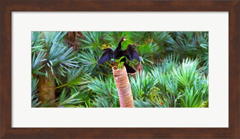 Framed Anhinga (Anhinga anhinga) on a tree, Boynton Beach, Florida Print