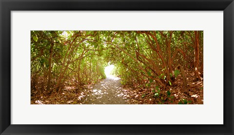 Framed Trees on the entrance of a beach, Delray Beach, Palm Beach County, Florida, USA Print
