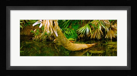 Framed Green Turtle (Chelonia mydas) in a pond, Boynton Beach, Florida, USA Print