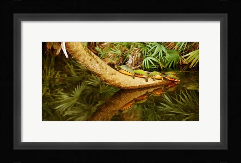 Framed Green Turtles (Chelonia mydas) on a tree overhanging on pond, Boynton Beach, Florida, USA Print