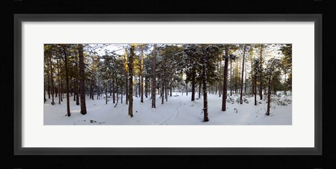 Framed Forest in winter, Quebec, Canada Print