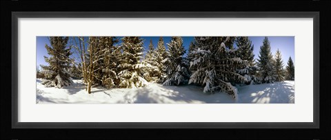 Framed Snow covered pine trees, Quebec, Canada Print