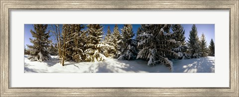 Framed Snow covered pine trees, Quebec, Canada Print