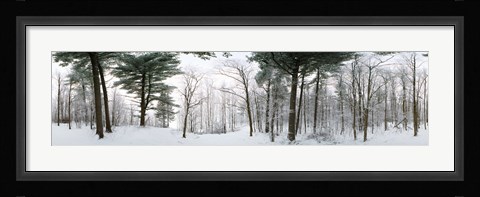 Framed Forest in winter, Quebec, Canada (black and white) Print