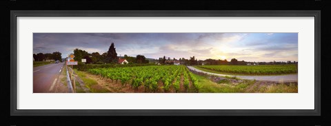Framed Vineyard, Mercurey, France Print