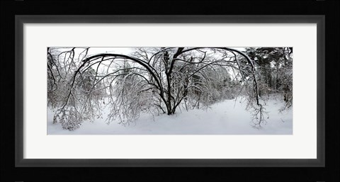 Framed Forest in winter, Saint-Jean-sur-Richelieu, Quebec, Canada Print