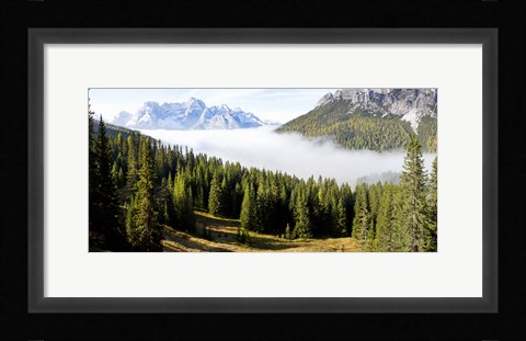 Framed Morning mist over trees in a forest, Lake Misurina, Dolomites, Belluno, Veneto, Italy Print