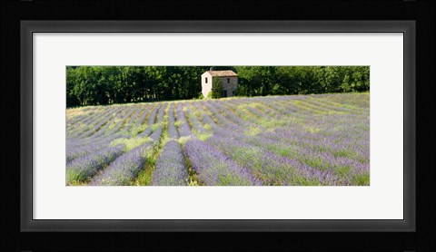 Framed Barn in the lavender field, Luberon, Provence, France Print