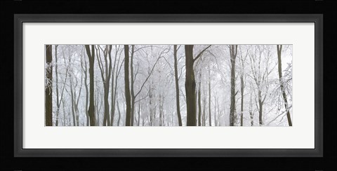 Framed Snow covered trees in a forest, Wotton, Gloucester, Gloucestershire, England Print