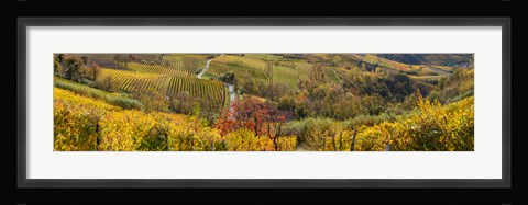 Framed High angle view of vineyards, Alba, Langhe, Cuneo Province, Piedmont, Italy Print