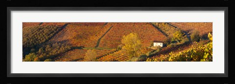 Framed Alba, Langhe, Cuneo Province, Piedmont, Italy Print