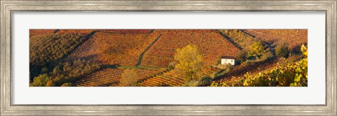 Framed Alba, Langhe, Cuneo Province, Piedmont, Italy Print