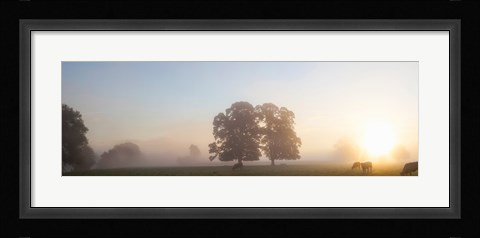 Framed Cattle grazing in field at misty sunrise, USK Valley, South Wales Print