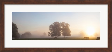 Framed Cattle grazing in field at misty sunrise, USK Valley, South Wales Print