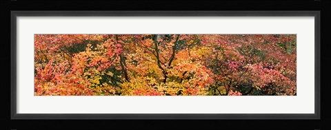 Framed Multi-Colored Autumn Leaves, Gloucestershire, England Print