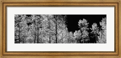 Framed Aspen trees with foliage in black and white, Colorado, USA Print
