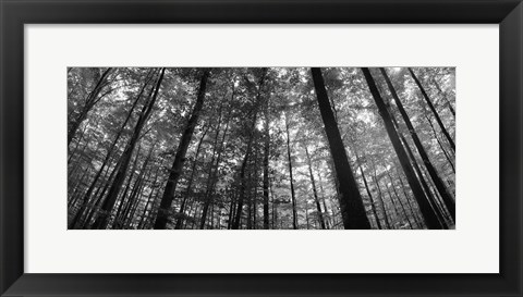 Framed Low angle view of beech trees in Black and White, Germany Print