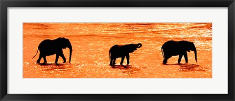 Framed Three African Elephants Crossing the Uaso Nyiro River, Kenya Print