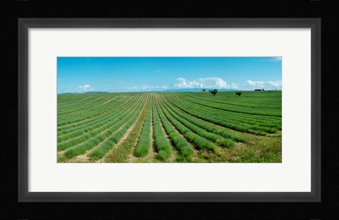 Framed Lavender field just days prior to flowers emerging, Plateau de Valensole, Provence-Alpes-Cote d'Azur, France Print