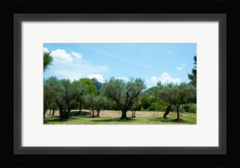 Framed Olive trees in front of the ancient Monastere Saint-Paul-De-Mausole, St.-Remy-De-Provence, Provence-Alpes-Cote d'Azur, France Print