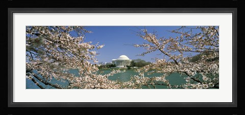 Framed Cherry blossom with memorial in the background, Jefferson Memorial, Tidal Basin, Washington DC, USA Print