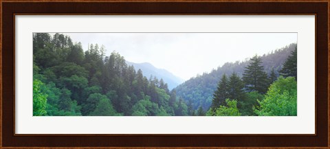 Framed Trees with a mountain range in the background, Great Smoky Mountains National Park, Tennessee, USA Print