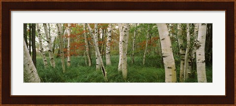 Framed Downy birch trees in a forest, Wild Gardens of Acadia, Acadia National Park, Maine Print
