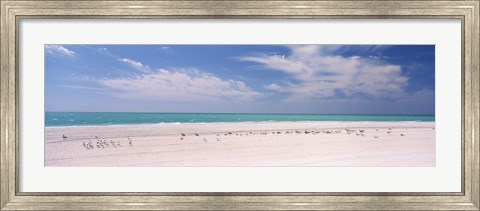 Framed Flock of seagulls on the beach, Lido Beach, St. Armands Key, Sarasota Bay, Florida, USA Print