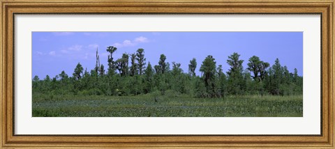 Framed Trees in a field, Suwannee Canal Recreation Area, Okefenokee National Wildlife Refug, Georgia, USA Print