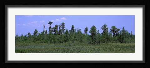 Framed Trees in a field, Suwannee Canal Recreation Area, Okefenokee National Wildlife Refug, Georgia, USA Print
