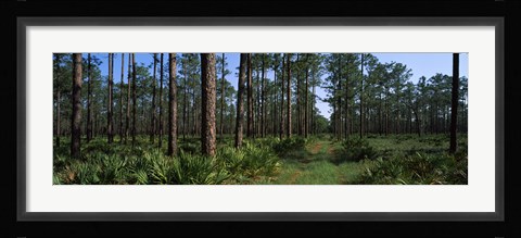 Framed Okefenokee National Wildlife Refuge, Georgia Print