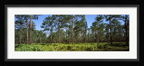 Framed Pine trees in a forest, Suwannee Canal Recreation Area, Okefenokee National Wildlife Refuge, Georgia Print