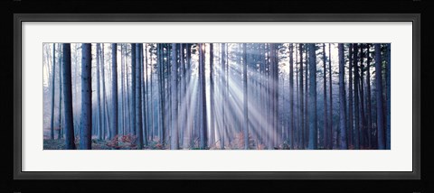 Framed Forest w/ sunrays Landsberg Vicinity Germany Print