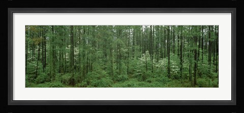 Framed Flowering Dogwood (Cornus florida) trees in a forest, Alaska, USA Print