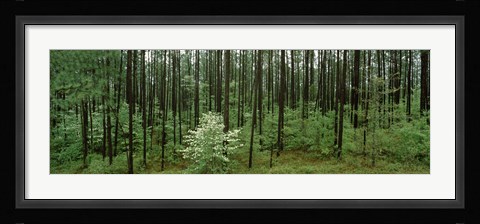 Framed Flowering Dogwood, Alabama Print