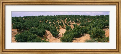 Framed Orange groves in a field, Andalusia, Spain Print
