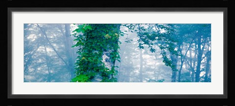 Framed Forest Nagano Kijimadaira-mura Japan Print