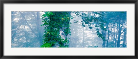 Framed Forest Nagano Kijimadaira-mura Japan Print