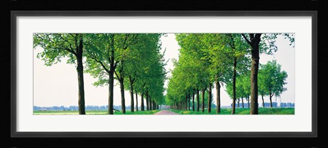 Framed Tree-lined road Noord Holland Edam vicinty Netherlands Print