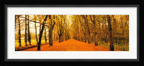 Framed Tree-lined road Loire Chenonceaux France Print