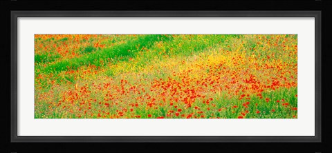 Framed Fields of flowers Andalusia Granada Vicinity Spain Print