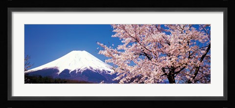Framed Mt Fuji Cherry Blossoms Yamanashi Japan Print