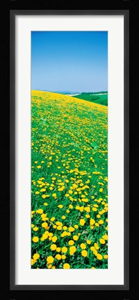 Framed Dandelion,s Hokkaido Biei-cho, Japan Print