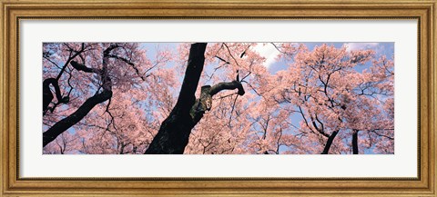 Framed Pink Blossoms, Nagano Japan Print