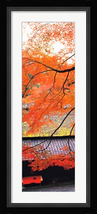 Framed Autumn Colors, Sagano Kyoto Japan Print