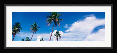 Framed Palm trees Miami FL USA Print