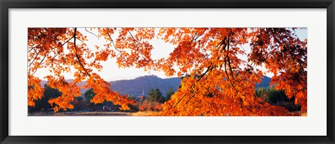 Framed Sagano Daikaku-Ji Ousawa-No-Ike Kyoto Japan Print